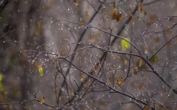 Free Video Stock Snow Falling In The Autumn