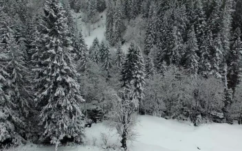 Free Video Stock Snow Falling Over A Pine Forest
