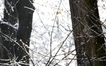 Free Video Stock Snow Falling Softly Against A Forest