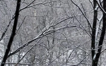 Free Video Stock Snow Falling Through Empty Trees