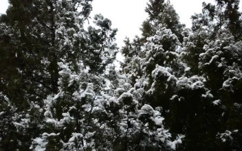 Free Video Stock Snow Falling Softly On The Trees Of A Forest