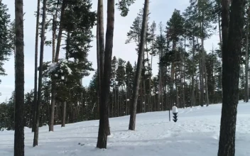 Free Video Stock Snowboarding Down A Forest Path