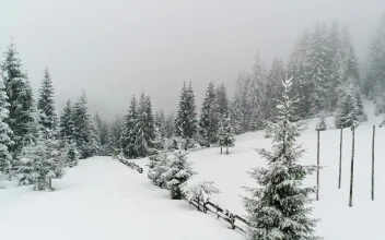 Free Video Stock Snowing At A Foggy Frozen Forest Aerial View