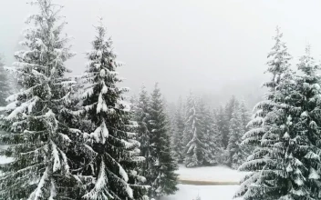 Free Video Stock Snowing In A Foggy Forest Slow Motion