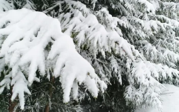 Free Video Stock Snowing In A Forest With Snow Covered Trees