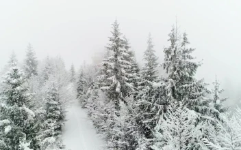 Free Video Stock Snowing In A Frozen White Forest