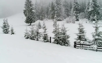 Free Video Stock Snowing On The Edge Of A Farm In The Woods
