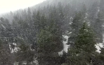 Free Video Stock Snowstorm Above The Pine Forest