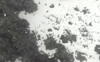 Free Video Stock Snowstorm In A Pine Forest