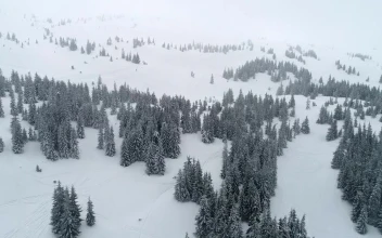 Free Video Stock Snowy Mountain With Frozen Pine Trees