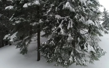 Free Video Stock Snowy Pine Forest Seen From The Bottom To Top