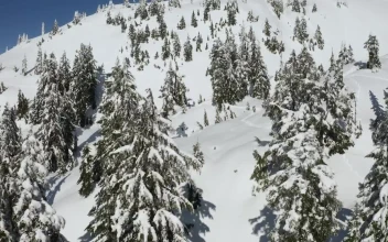Free Video Stock Snowy Slope And Pine Tree Cover In Canada