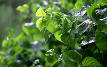 Free Video Stock Soft Rain Falling In A Garden