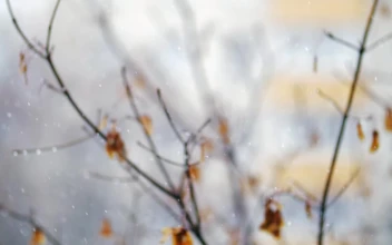 Free Video Stock Soft Snow Falling Against A Tree