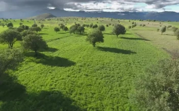 Free Video Stock Sparse Trees In The Green Valley