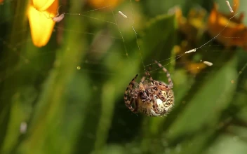 Free Video Stock Spider Eating A Tiny Insect