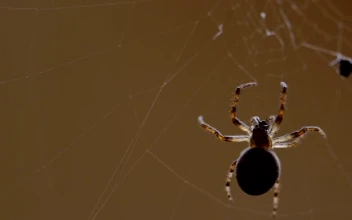Free Video Stock Spider Escalating The Web