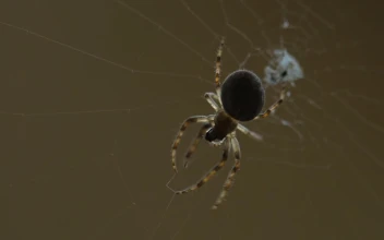 Free Video Stock Spider Moving In The Web