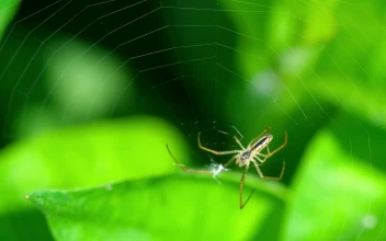 Free Video Stock Spider Walking On A Web