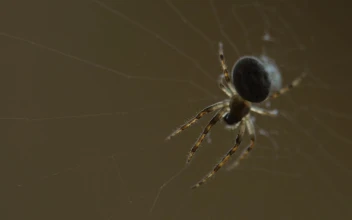 Free Video Stock Spider Standing On The Web