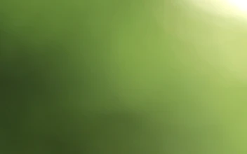 Free Video Stock Spider Web Coming Into Focus