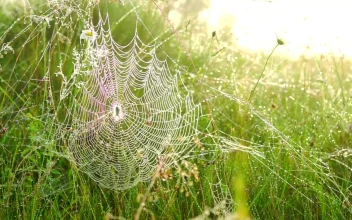 Free Video Stock Spider Web In The Tall Grass