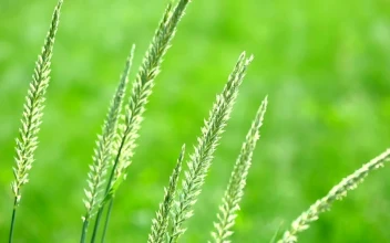 Free Video Stock Spike Of Grass In The Wild