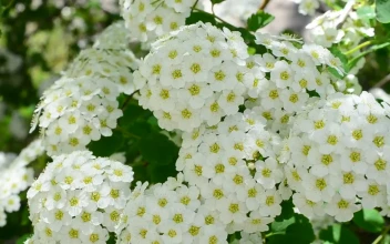 Free Video Stock Spirea Blowing Gently In The Wind