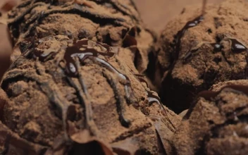 Free Video Stock Spread Chocolate Syrup On Some Chocolate Cupcakes