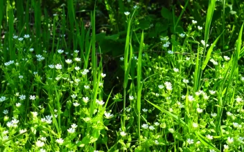 Free Video Stock Spring Flowers In The Sun