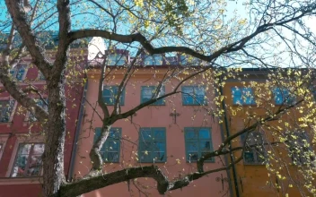 Free Video Stock Spring Leaves On A Tree