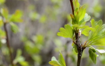 Free Video Stock Spring Leaves Starting To Grow