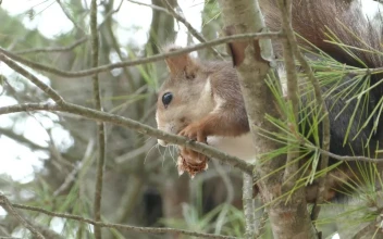 Free Video Stock Squirrel Eating In A Tree