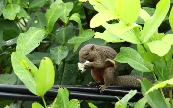 Free Video Stock Squirrel Eating On A Fence