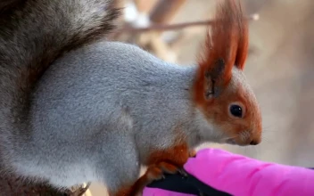 Free Video Stock Squirrel Eating On A Hand With A Pink Glove