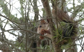 Free Video Stock Squirrel In A Tree Eating A Pinecone