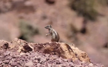 Free Video Stock Squirrel In The Sahara Desert