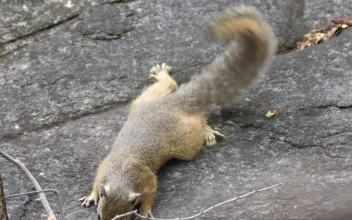 Free Video Stock Squirrel On A Rock