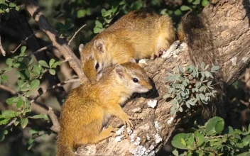Free Video Stock Squirrels On A Tree Branch