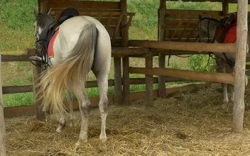 Free Video Stock Stable With Tied Horses