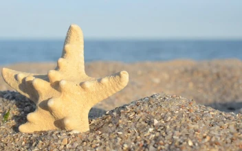 Free Video Stock Star Shaped Shell In The Sand