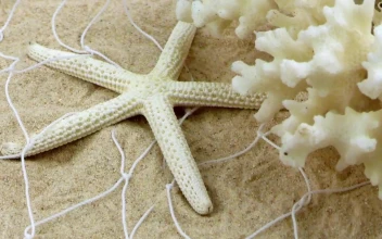 Free Video Stock Starfish And A Small Coral On The Fishing Net In