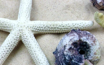 Free Video Stock Starfish And Shells In The Sand Underwater