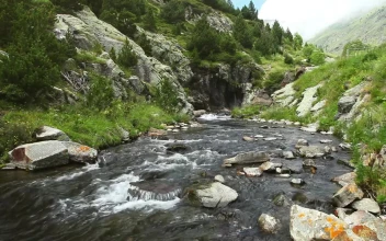 Free Video Stock Static Shot Of A Stream In A Forest
