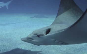 Free Video Stock Stingrays And Sharks Swimming
