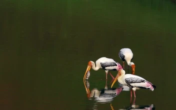 Free Video Stock Stork Eating A Fish