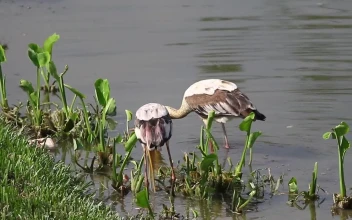 Free Video Stock Storks Fishing In Shallow Water