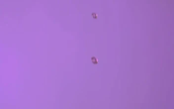 Free Video Stock Strawberries And Blackberries Falling On A Purple Background
