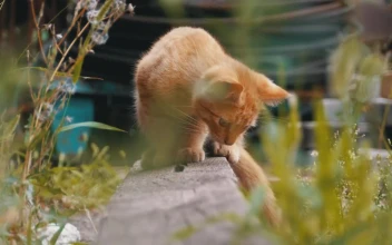 Free Video Stock Stray Cat Looking For Food