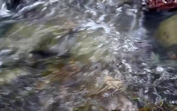 Free Video Stock Stream In Slow Motion